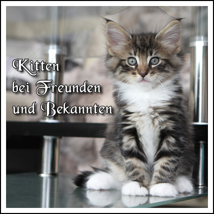 Kitten bei Freunden